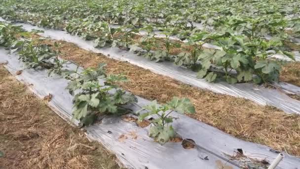 Beelden Van Lievevinger Groenteboerderij — Stockvideo