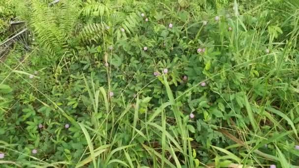 Filmmaterial Von Den Wilden Büschen Mimosa Pudica Wachsende Pflanze — Stockvideo