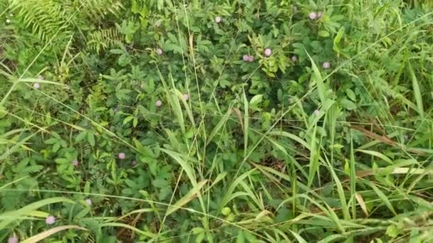 Imagens Dos Arbustos Selvagens Mimosa Pudica Crescente Planta — Vídeo de Stock