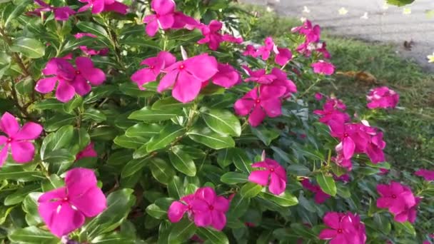 Záběry Bandy Květin Catharanthus Roseus — Stock video