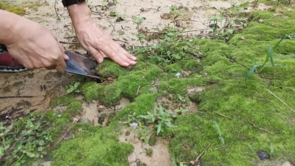 Footage Removing Green Mosses Ground — Stock Video