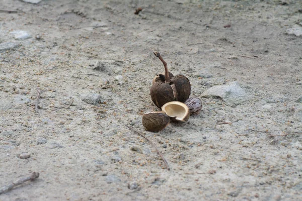 Cena Tiro Perto Fruta Hevea Brasiliensis — Fotografia de Stock