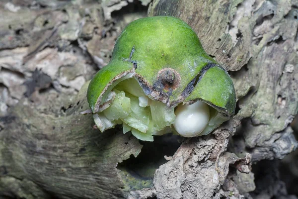 Közeli Felvétel Hevea Brasiliensis Gyümölcs — Stock Fotó