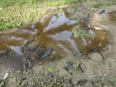 Kırsal yolda yansıtıcı su birikintisi.