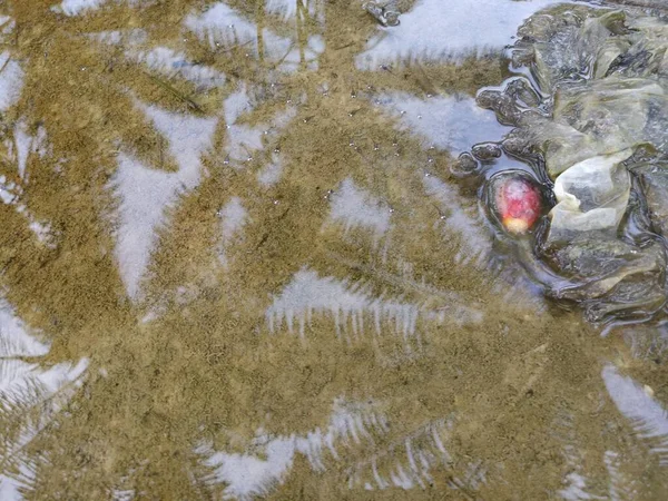 Reflexní Kaluž Venkovské Stezce — Stock fotografie