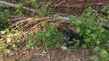 Çiftlikteki vahşi köpek yavrularının görüntüleri..
