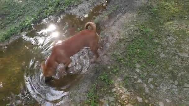 Imágenes Del Perro Pardo Callejero Plantación — Vídeos de Stock