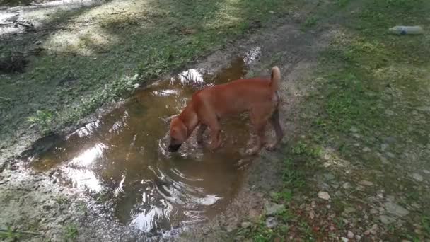 Beelden Van Verdwaalde Bruine Hond Plantage — Stockvideo