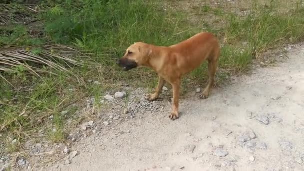 种植园里流浪的棕色狗的镜头 — 图库视频影像