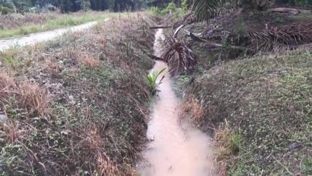 Footage Plantation Flowing Drainage River — Stock Video