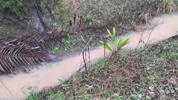 Záběry Tekoucí Odvodňovací Řeky Plantáže — Stock video