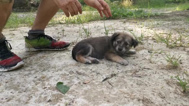 Beelden Van Wilde Pups Plantage — Stockvideo