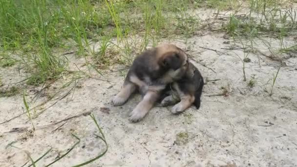 种植园里的野生小狗的镜头 — 图库视频影像
