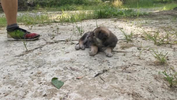 种植园里的野生小狗的镜头 — 图库视频影像