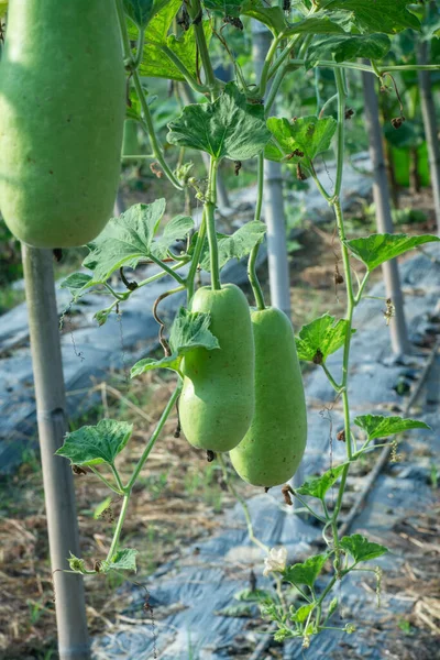 Cabaças Melão Longas Frescas Penduradas Vegetais Frutas — Fotografia de Stock