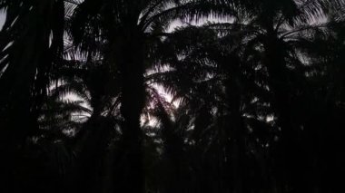 Palmiye yapraklarının siluetinin parlak gökyüzüne uzanan görüntüsü..