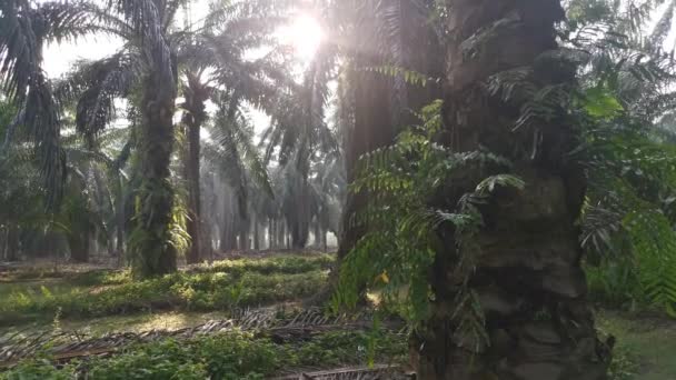 Filmaufnahmen Vom Grellen Morgen Auf Der Palmöl Farm — Stockvideo