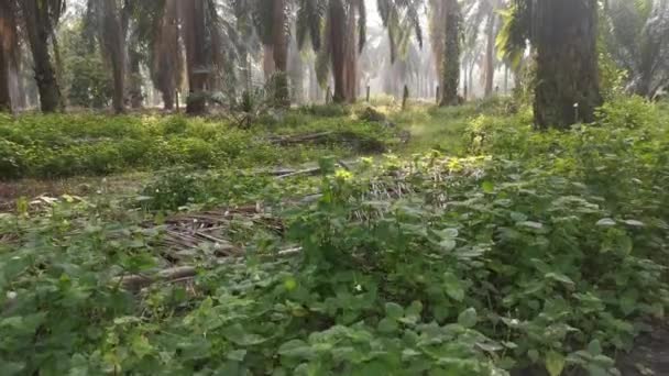 Palmiye Yağı Kırsal Kesimindeki Çiftlikteki Parlak Sabahın Görüntüleri — Stok video