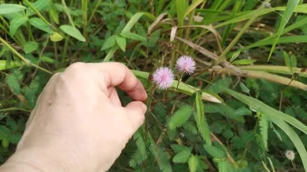 Imagens Planta Daninha Selvagem Touch Sensível — Vídeo de Stock