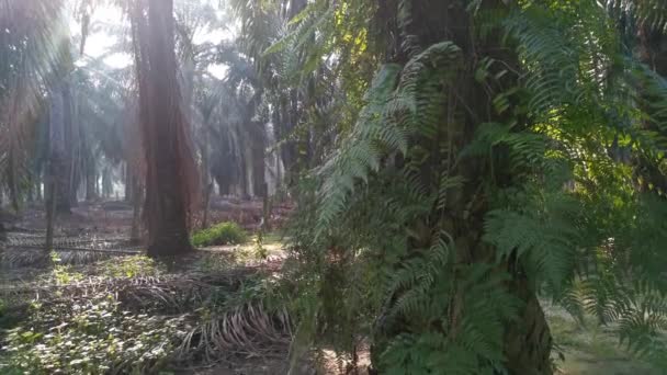 Filmaufnahmen Vom Grellen Morgen Auf Der Palmöl Farm — Stockvideo