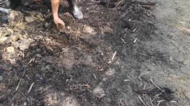 Topraktaki ekin bitkisinin elle çekilmiş görüntüleri..