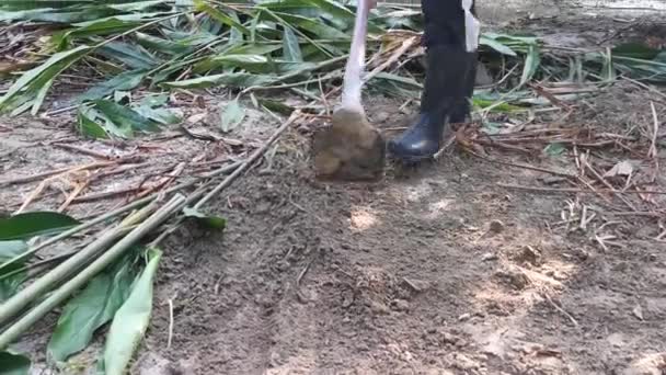 Footage Clearing Weeds Soil Hoe Tool — Stock Video