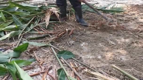 Beelden Van Het Verwijderen Van Het Onkruid Uit Bodem Met — Stockvideo