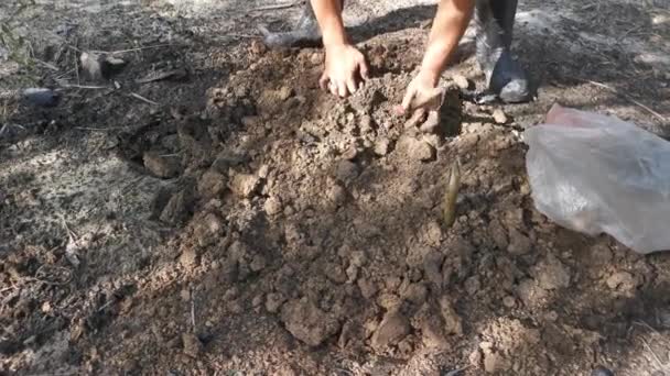 手工在土壤上种植植物的镜头 — 图库视频影像