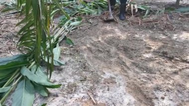 Çapa aracıyla topraktan otları temizlerken çekilmiş görüntüler..