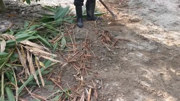 ホーツールで土壌から雑草を除去する映像です — ストック動画