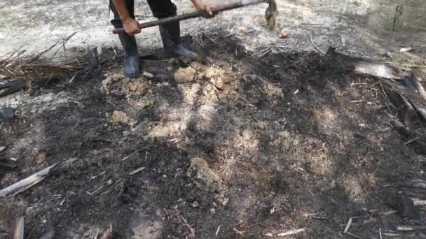 Πλάνα Από Καθάρισμα Των Ζιζανίων Από Έδαφος Εργαλείο Σκαπάνης — Αρχείο Βίντεο