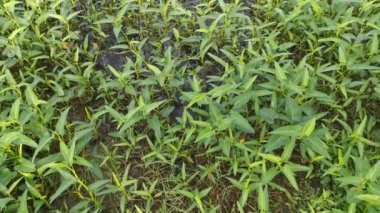 Su ıspanağı göletinin görüntüleri..