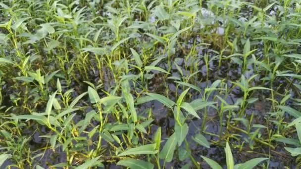 Aufnahmen Von Einem Teich Mit Wasserspinat — Stockvideo