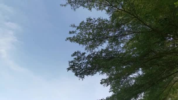 Güzel Mavi Gökyüzünün Görüntüleri — Stok video