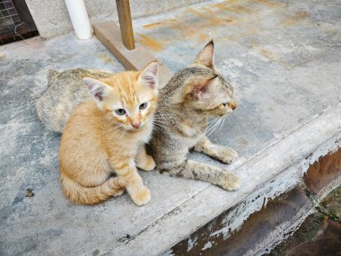 Dişi kedi ve kedisi kapının önünde.