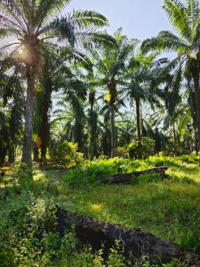 Vahşi keman başı eğreltiotu tarladaki çalı otlağında.
