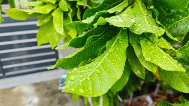 Şiddetli sağanak sonrası yapraklı bitki çayırının çalı yüzeyinde toplanan yağmur damlaları. 