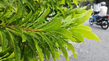 Şiddetli sağanak sonrası yapraklı bitki çayırının çalı yüzeyinde toplanan yağmur damlaları. 