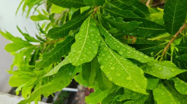 Şiddetli sağanak sonrası yapraklı bitki çayırının çalı yüzeyinde toplanan yağmur damlaları. 