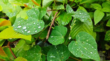 Şiddetli sağanak sonrası yapraklı bitki çayırının çalı yüzeyinde toplanan yağmur damlaları. 