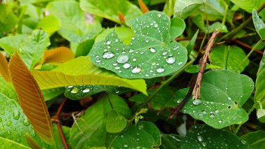 Şiddetli sağanak sonrası yapraklı bitki çayırının çalı yüzeyinde toplanan yağmur damlaları. 