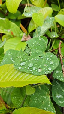 Şiddetli sağanak sonrası yapraklı bitki çayırının çalı yüzeyinde toplanan yağmur damlaları. 
