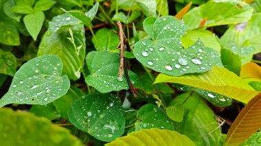 Şiddetli sağanak sonrası yapraklı bitki çayırının çalı yüzeyinde toplanan yağmur damlaları. 