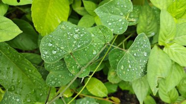 Şiddetli sağanak sonrası yapraklı bitki çayırının çalı yüzeyinde toplanan yağmur damlaları. 