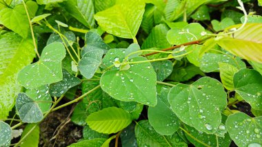 Şiddetli sağanak sonrası yapraklı bitki çayırının çalı yüzeyinde toplanan yağmur damlaları. 