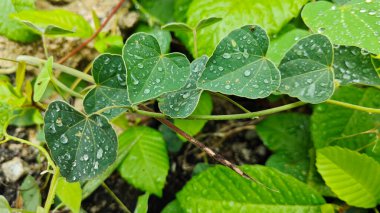 Şiddetli sağanak sonrası yapraklı bitki çayırının çalı yüzeyinde toplanan yağmur damlaları. 