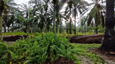 Eğreltiotu, yabani otlar, sürünen ve tırmanan asma bitkilerinin palmiye yağı çiftliğindeki manzarası..