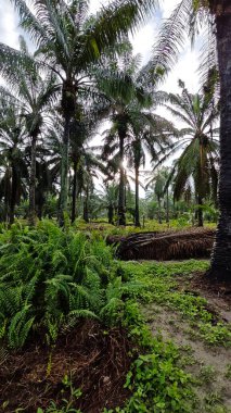 Eğreltiotu, yabani otlar, sürünen ve tırmanan asma bitkilerinin palmiye yağı çiftliğindeki manzarası..