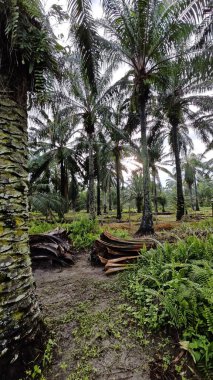 Eğreltiotu, yabani otlar, sürünen ve tırmanan asma bitkilerinin palmiye yağı çiftliğindeki manzarası..