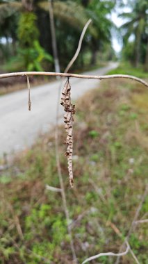 Kağıt yaban arıları kurumuş dallarda sallanıyorlar..